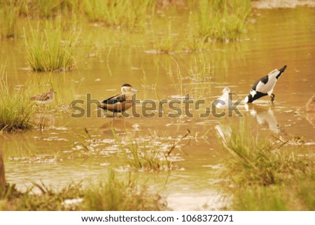 Birds in a pond