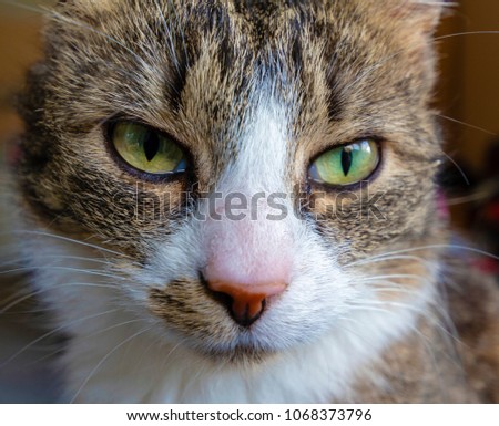 Close-up of a cat's face curiously looking into the camera