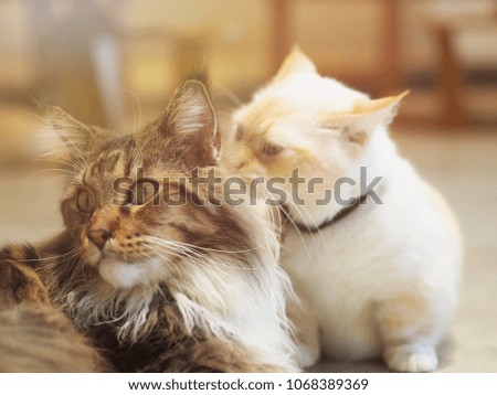 Cat in love