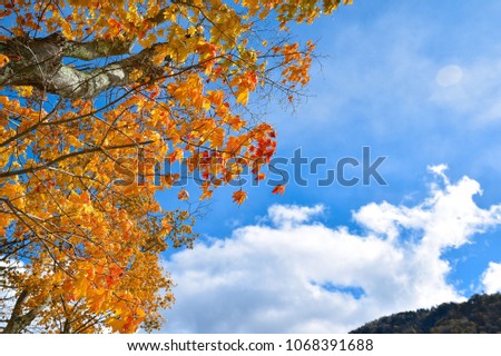 beautiful autumn in Japan with cloud sky