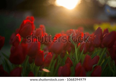 Tulip festival in Australia during blooming season