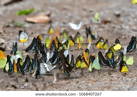 A lot of butterflies on ground at Kaeng krajan National park ,Thailand.