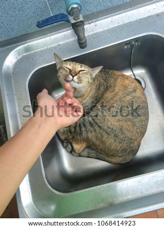 Left hand that use forefinger scratching brown and black cat‘s chin that lay down in the aluminum sink