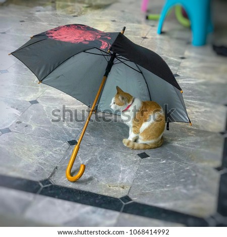 Lonely orange and white cat sitting under the pink and black umbrella on grey marble floor