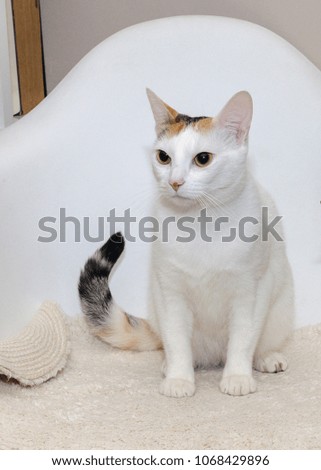 white cat on a chair