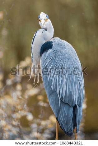 Color outdoor wildlife natural close up portrait of a single heron / egret with detailed texture feathers on natural background from thr back turning the head in vintage style