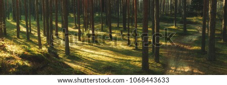 beautiful green pine tree forest, beautiful background