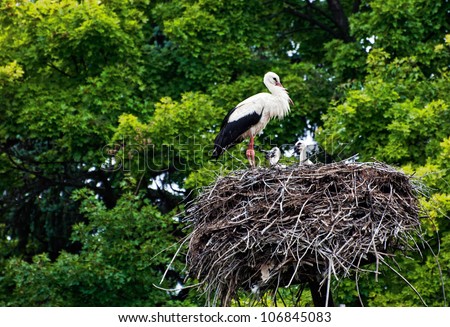 The stork family in the nest