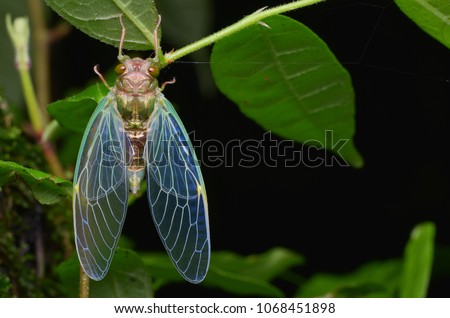 Macro image of a newly emerged cicada  Royalty-Free Stock Photo #1068451898