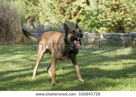 picture of an aggressive purebred belgian sheepdog malinois