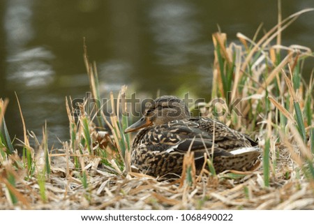 duck sitting in the nest on the grass at river