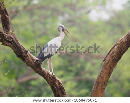 Heron stand alone on big branch of tree