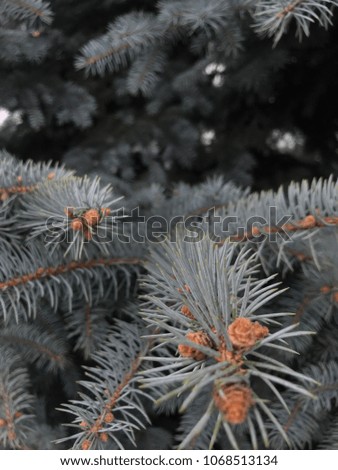 Branches of a fir