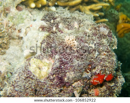 sea slug
