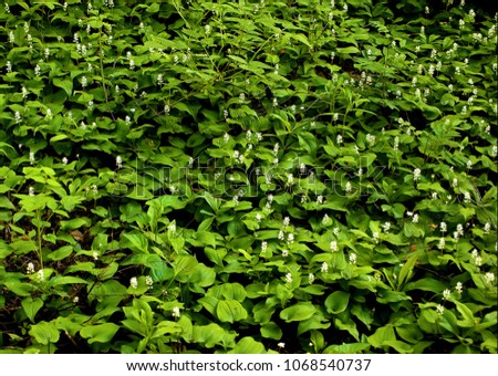 Growth of False lily of the valley Royalty-Free Stock Photo #1068540737