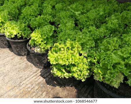 organic vetgetable farm gardenning