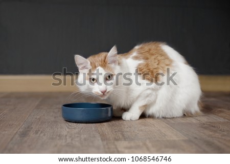 Tabby longhair cat sit around the food bowl and wait for the meal 