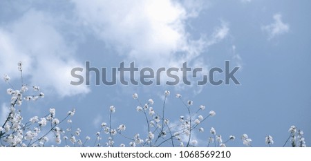 Flowing branches on the background of the sky. The mood is summer