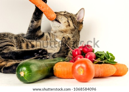 Cat & vegetables. Colorful close up photo with cat and vegetables. Healthy food.
