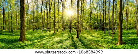 Beautiful forest in spring with bright sun shining through the trees Royalty-Free Stock Photo #1068584999