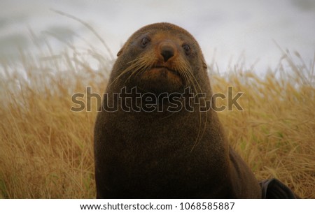 fur seal face