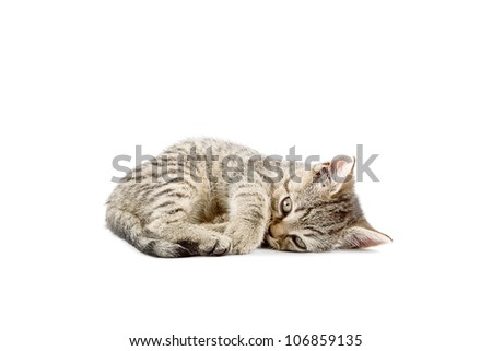 Cute striped kitten on a white background.