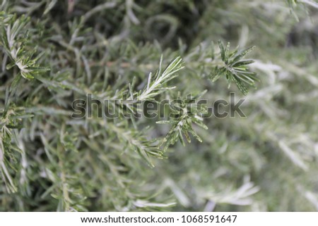 Close up view of Rosmarinus officinalis herb, commonly known as rosemary, 	Lamiaceae family. Pattern of green above leaves, and white below, with dense, short, woolly hair. Natural outdoor image.