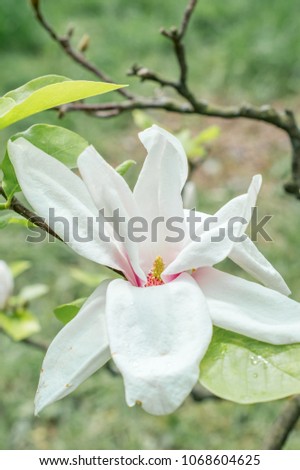 Flowering Magnolia in the spring Park.