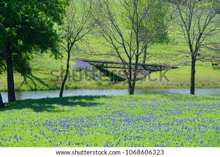 A bridge in the countryside with Texas Bluebonnet Wildflowers in full bloom during spring season. 