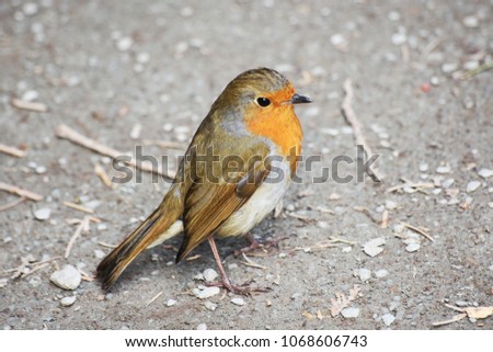 Little Friendly Robin 