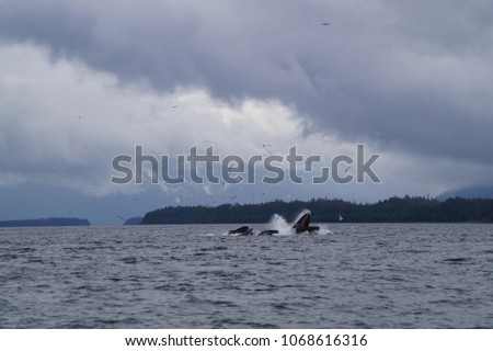 Humpback Whales Bubble Feeding with Seagulls in Alaska