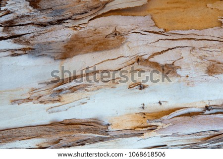 Colorful browns, natural and reds texture background of eucalyptus cracked and peeling bark.