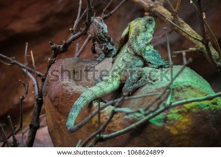 Green Brown Iguana Lizard Reptile Tree Stone Zoo 