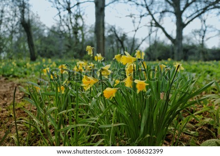 A wood with daffodils field. Colourful natural landscape pictures with trees green grass and daffodil narcissus field