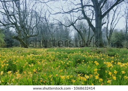 A wood with daffodils field. Colourful natural landscape pictures with trees green grass and daffodil narcissus field