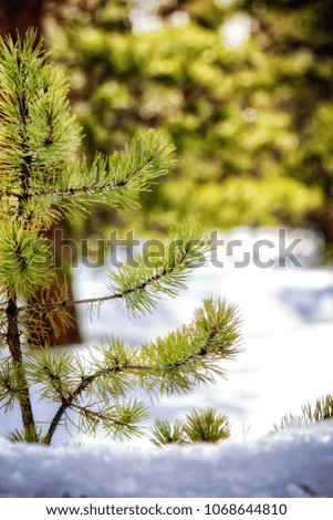 Baby Pine in Snow