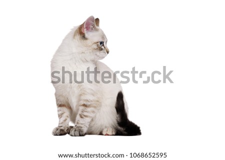 Blue eyed kitten looking to the side isolated on white