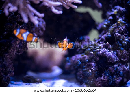 Fish Coral Reef