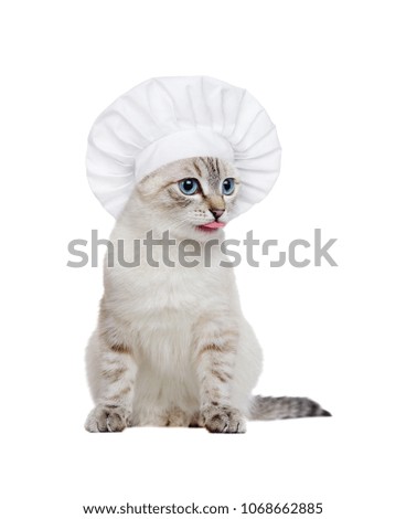 Kitten wearing cook hat isolated on white background