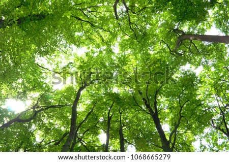 Low angle view of tree canopy of an old beech forest in Germany in the summertime
