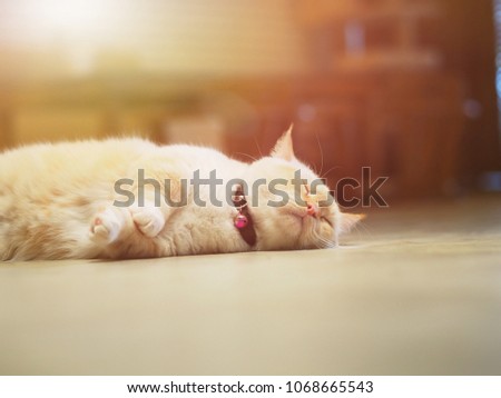 Cat sleeping on the floor.