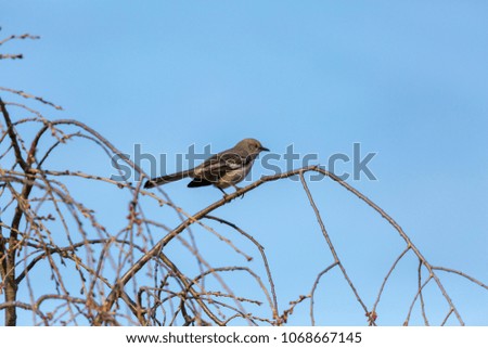 Northern Mockingbird Perched on Thin Branch