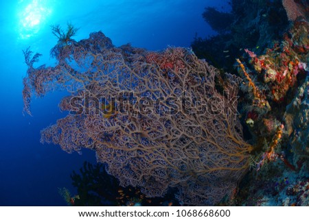 Seafan corals in deep blue sea
