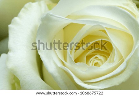a blooming white rose, closeup