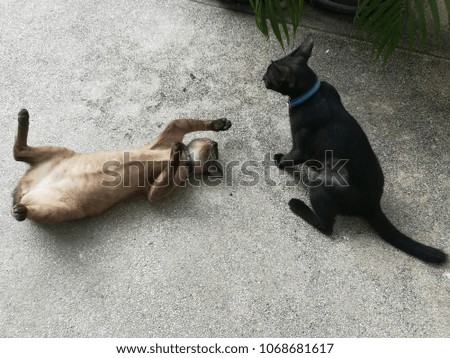 two cat Fighting kittens