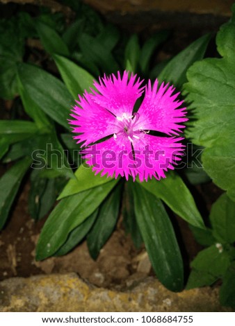 the beautiful pink flower