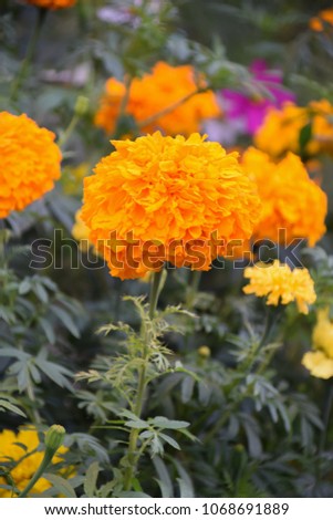 Tagetes Marigolds flowers in summer