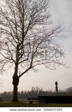 A large tree, in wintertime, no leaves by a park bench