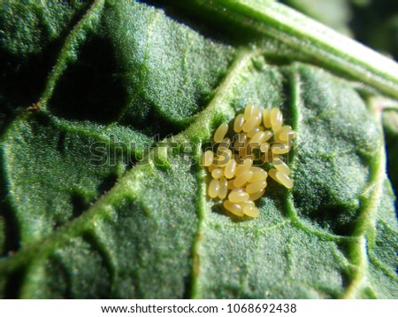 Eggs of leaf beetle, Gastrophysa atrocyanea on the green leaf.