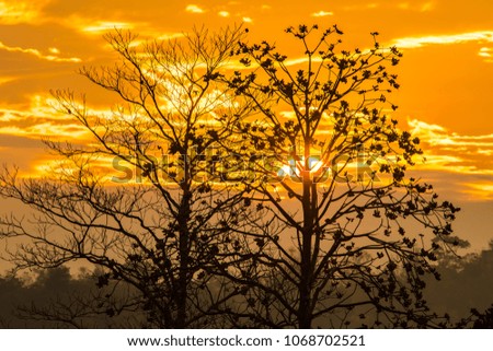 Trees in the field, cloudy sky and the sun is about to fall. That is a beautiful picture.